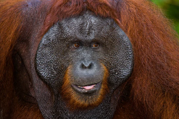 Orangutan mužského pohlaví portrét — Stock fotografie