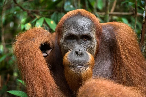 En orangutang Indonesien. — Stockfoto