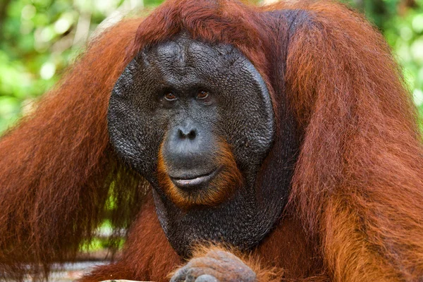 Erkek orangutan portre — Stok fotoğraf