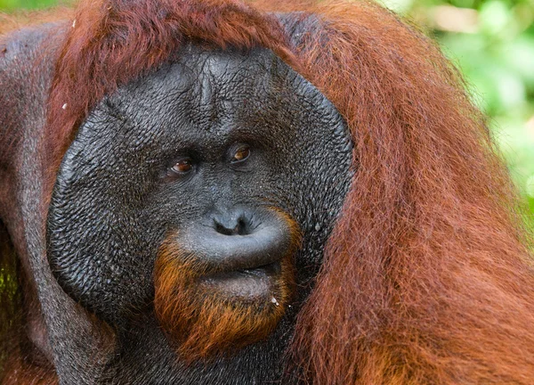 Männliches Orang-Utan-Porträt — Stockfoto