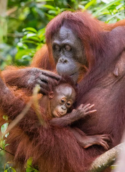 Dos orangutanes Indonesia . —  Fotos de Stock