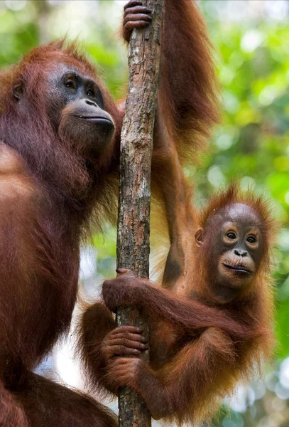 Два орангутанга Индонезии . — стоковое фото