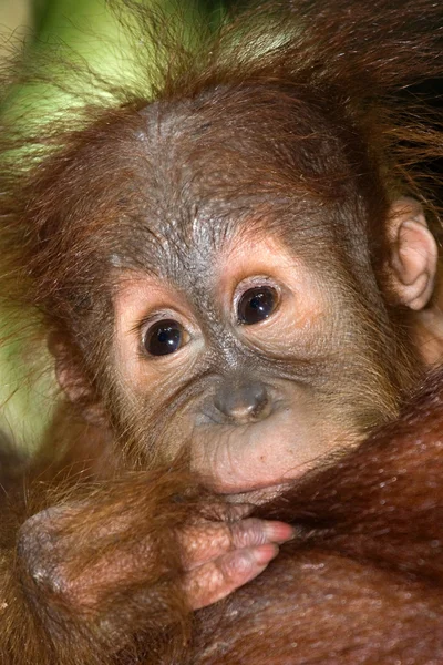 Orangutang (Pongo) bebek. Endonezya. — Stok fotoğraf