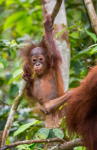 Orangutang (Pongo) baba. Indonézia. — Stock Fotó
