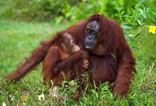 Orangután sentado en el árbol — Foto de Stock