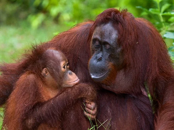 Två orangutanger Indonesien. — Stockfoto