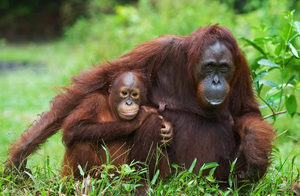 Två orangutanger Indonesien. — Stockfoto