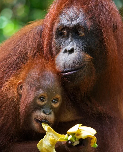 Orangutany dwa Indonezja. — Zdjęcie stockowe