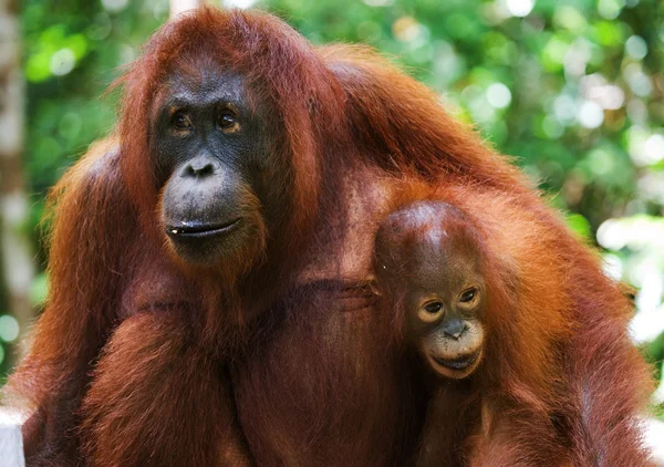 Dvou orangutani Indonésie. — Stock fotografie