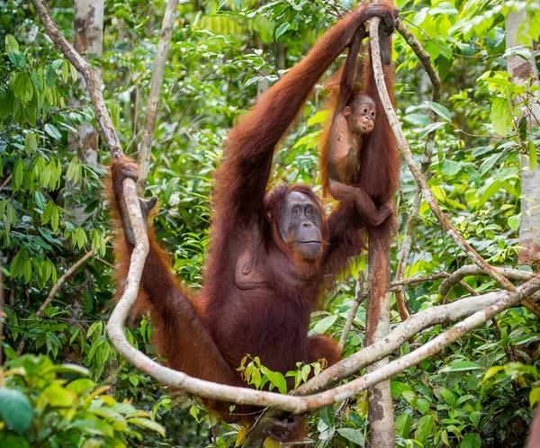 Dois Orangutans Indonésia . — Fotografia de Stock