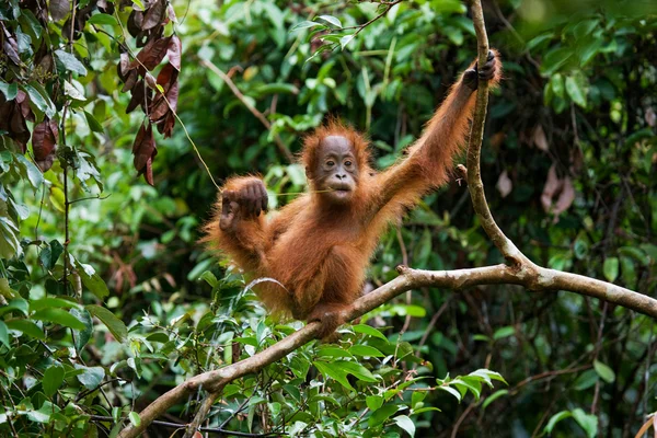 Orangutang (Pongo) μωρό. Ινδονησία. — Φωτογραφία Αρχείου