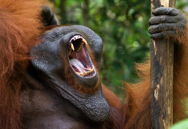 male orangutan portrait