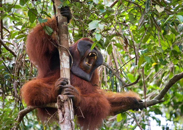 Orangután férfi portré — Stock Fotó