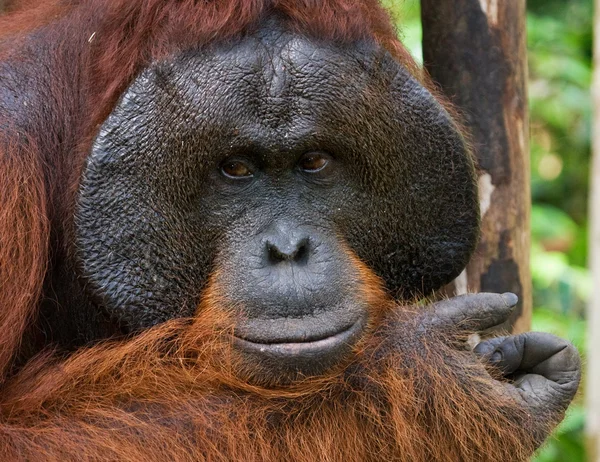 Männliches Orang-Utan-Porträt — Stockfoto