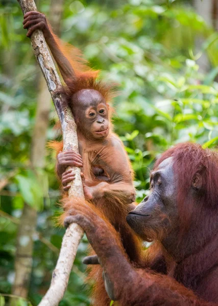 Dos orangutanes Indonesia . —  Fotos de Stock