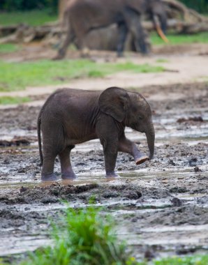 Forest baby elephant