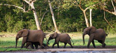 Bir buzağı bir sulama delik dahil sürüsü
