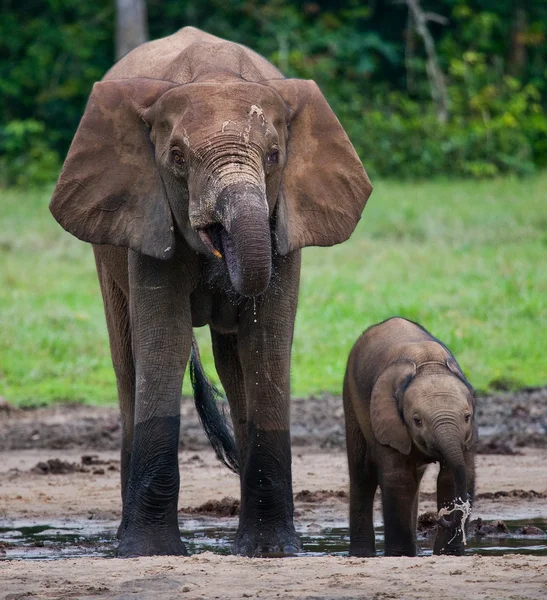 Éléphant à côté d'un adulte — Photo