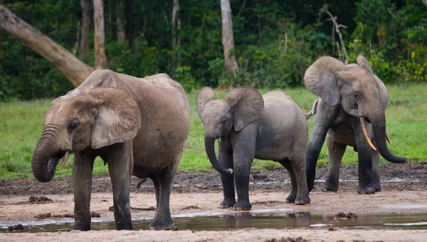 Familia de elefantes forestales — Foto de Stock