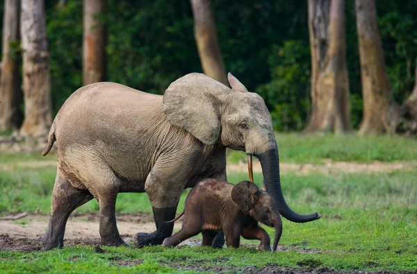 Elephant next to an adult one — Stock Photo, Image