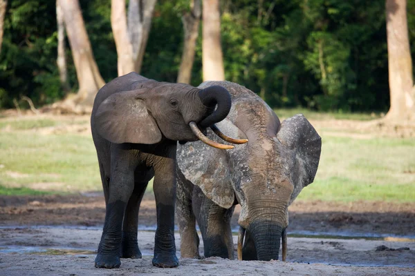 Éléphant à côté d'un adulte — Photo