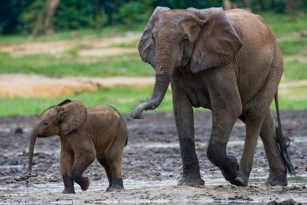 Elefant bredvid en vuxen — Stockfoto