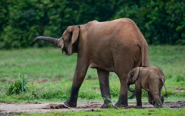 Elefante accanto a uno adulto — Foto Stock