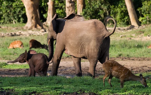 Olifant naast een volwassen — Stockfoto