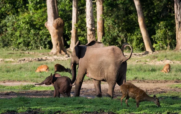 Ελέφαντα δίπλα σε ένα ενήλικα — Φωτογραφία Αρχείου
