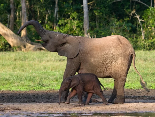 Famille des éléphants de forêt — Photo