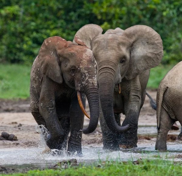 Jogar elefantes florestais — Fotografia de Stock