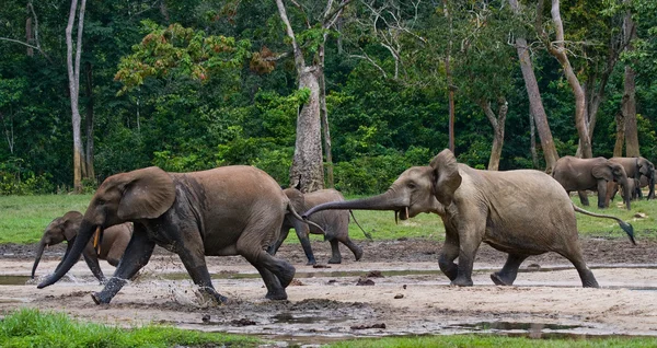 Forest elephant family