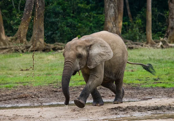 Éléphant de forêt de la République centrafricaine — Photo