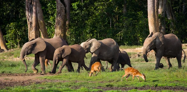 Κοπάδι των ελεφάντων, συμπεριλαμβανομένων ένα μοσχάρι σε μια τρύπα πότισμα — Φωτογραφία Αρχείου