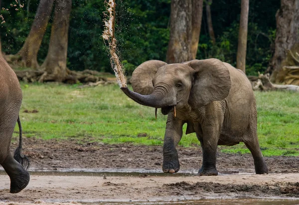 Orman fil Orta Afrika Cumhuriyeti — Stok fotoğraf