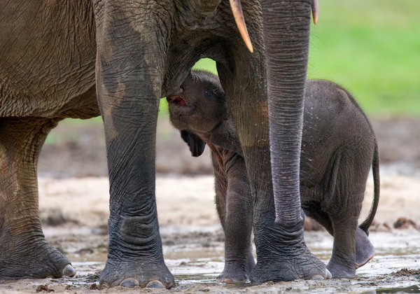 Elefante accanto a uno adulto — Foto Stock