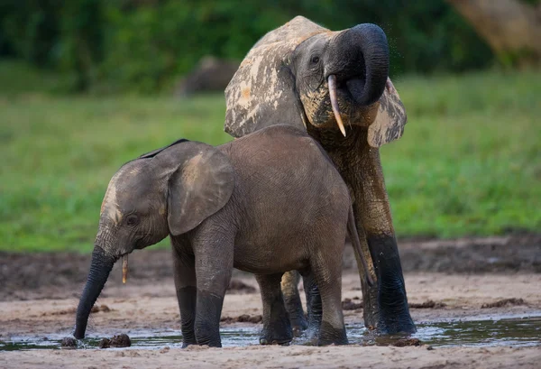 Elefante junto a un adulto — Foto de Stock