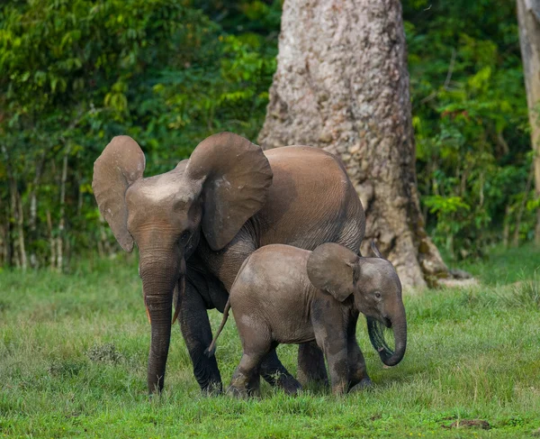 Elefante junto a un adulto — Foto de Stock