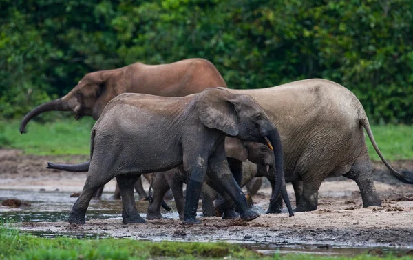 Stádo slonů včetně tele v Napajedla — Stock fotografie