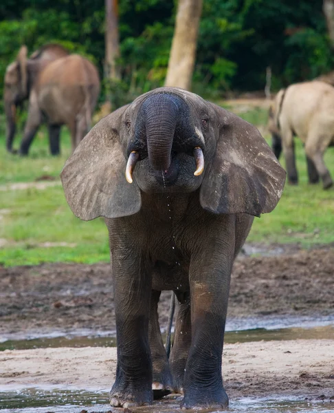 Elefante florestal da República Centro-Africana — Fotografia de Stock