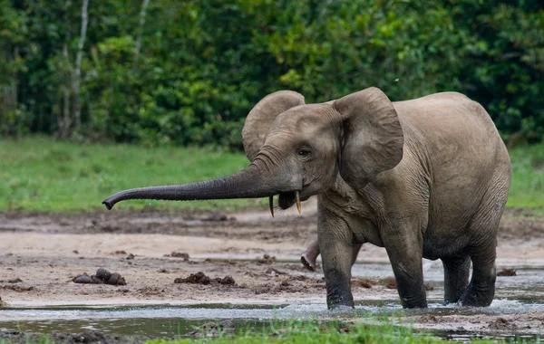 Elefante forestal de la República Centroafricana — Foto de Stock