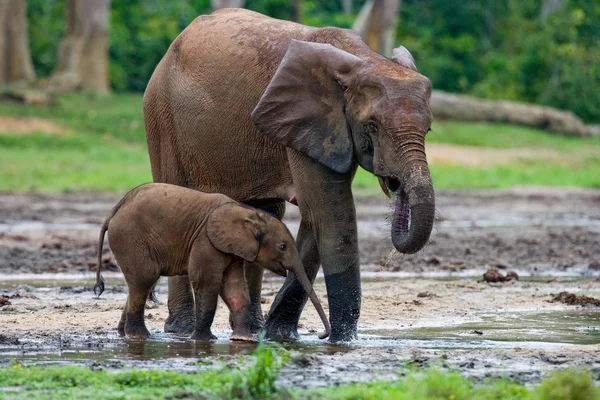 Elefante ao lado de um adulto — Fotografia de Stock