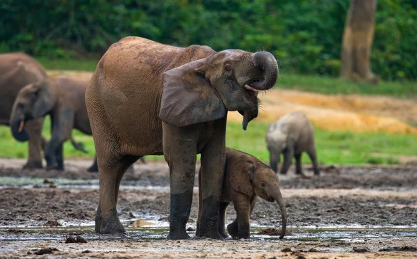 Éléphant à côté d'un adulte — Photo