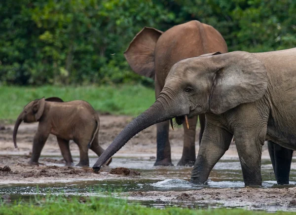 Orman fil aile — Stok fotoğraf