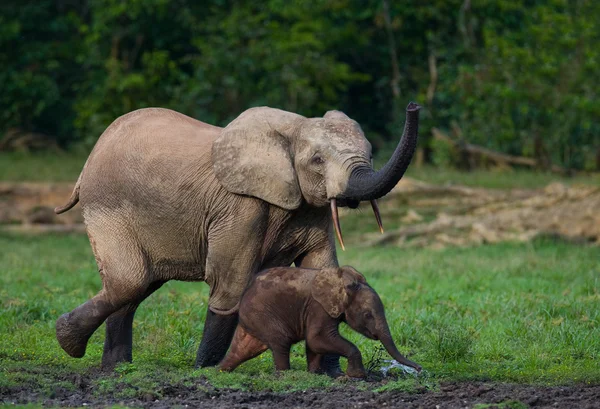 Слон поруч з дорослим — стокове фото