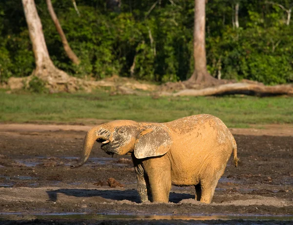 Elefante florestal da República Centro-Africana — Fotografia de Stock