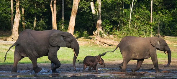 Famille des éléphants de forêt — Photo