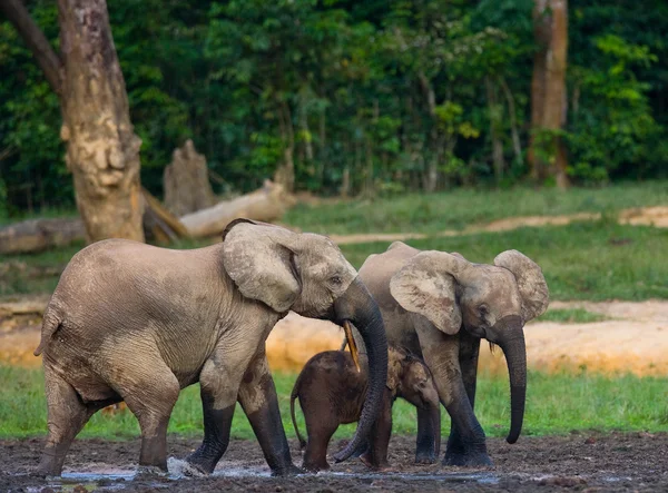 Familia de elefantes forestales — Foto de Stock