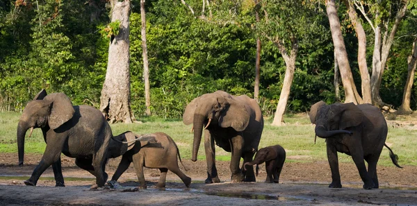 Manada de elefantes incluyendo un ternero en un abrevadero — Foto de Stock