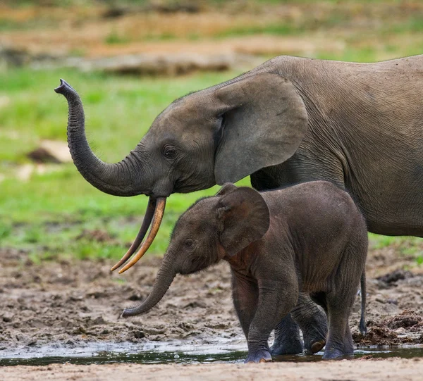 Elefante junto a un adulto — Foto de Stock